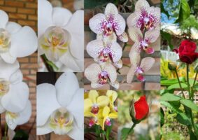 Mosaico de flores: orquídeas brancas, amarela, pintadinha e rosas vermelhas, para ilustrar o texto, meu autismo, meu mundo florido.