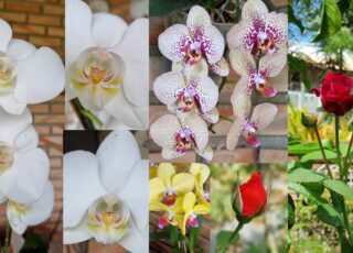 Mosaico de flores: orquídeas brancas, amarela, pintadinha e rosas vermelhas, para ilustrar o texto, meu autismo, meu mundo florido.