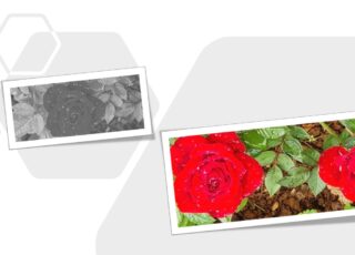 Foto com uma rosa sem cor num quadro, e depois, outro quadro com ela colorida, vermelho vivo, ao lado de outra rosa, também vermelha.