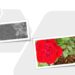 Foto com uma rosa sem cor num quadro, e depois, outro quadro com ela colorida, vermelho vivo, ao lado de outra rosa, também vermelha.